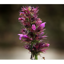 AGASTACHE Breviflora : 200 graines