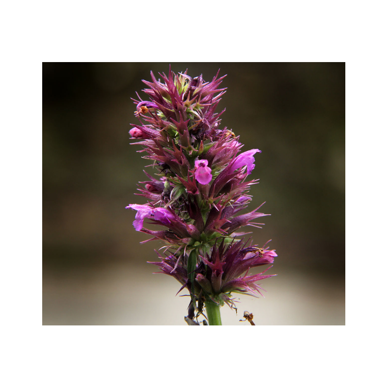 AGASTACHE Breviflora : 200 graines