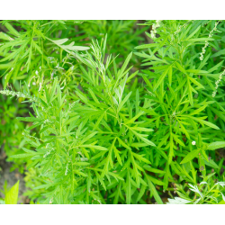 Armoise Annuelle (Artemesia Annua) : 200 graines