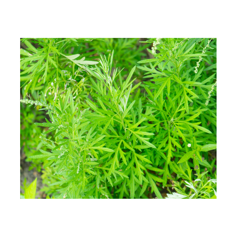 Armoise Annuelle (Artemesia Annua) : 200 graines