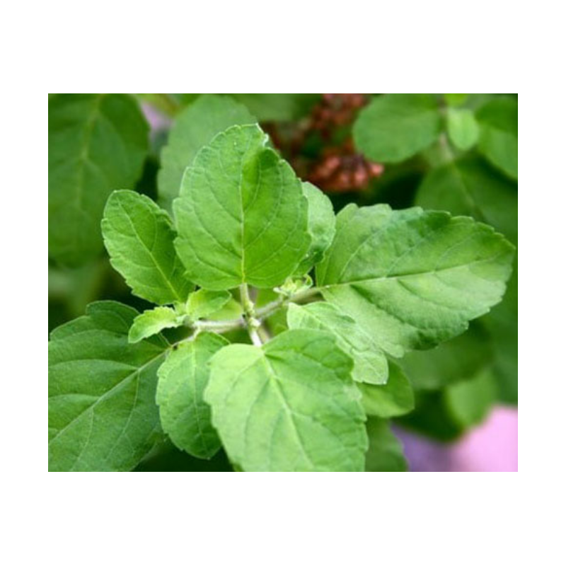 BASILIC SACRE TULSI 200 graines